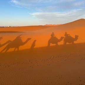 Camel shadows