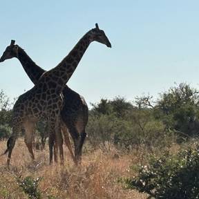 Giraffes fighting