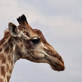 Kruger