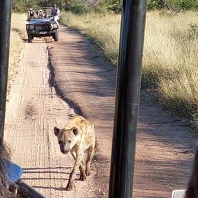 Spotted Hyena @ Kruger N.P.