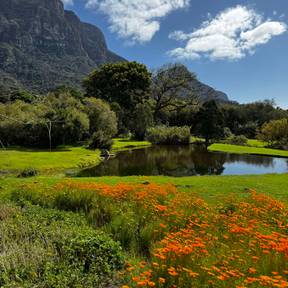 Kirstenbosch botanical gardens