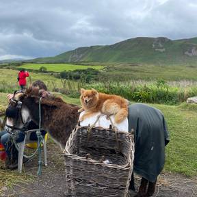 Daisy the dog and her donkey
